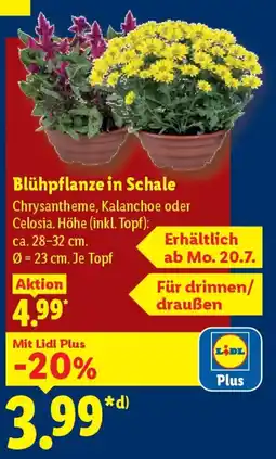 Lidl Blühpflanze in Schale Angebot