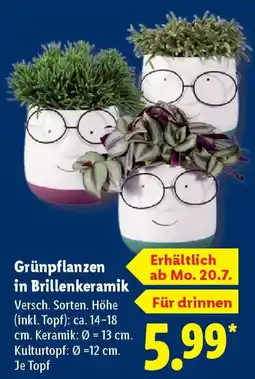 Lidl Grünpflanzen in Brillenkeramik Angebot