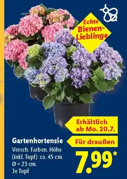 Lidl Gartenhortensie Angebot