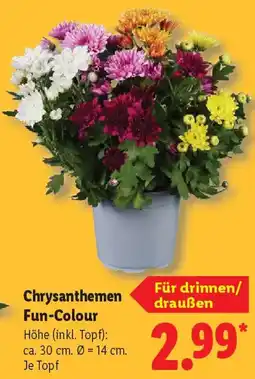 Lidl Chrysanthemen Fun-Colour Angebot