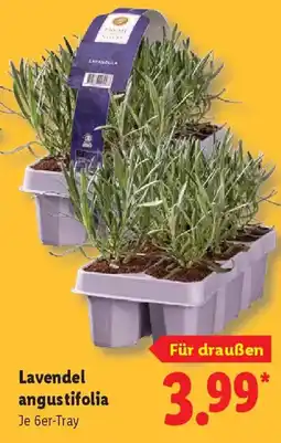 Lidl Lavendel angustifolia Angebot
