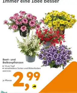 Globus Baumarkt Beet- und Balkonpflanzen Angebot