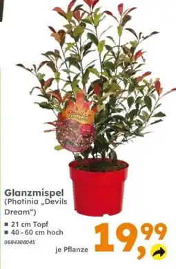 Globus Baumarkt Glanzmispel Angebot