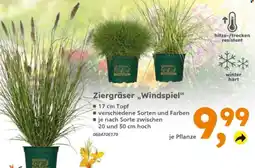 Globus Baumarkt Ziergräser „Windspiel“ Angebot