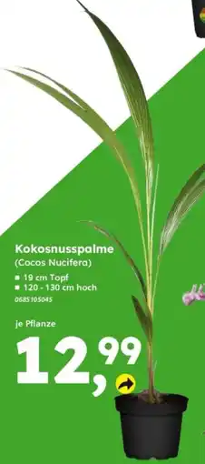 Globus Baumarkt Kokosnusspalme Angebot