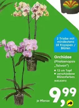 Globus Baumarkt Orchidee Angebot