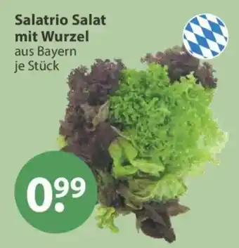 V Markt Salatrio Salat mit Wurzel Angebot