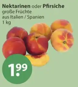 V Markt Nektarinen oder Pfirsiche Angebot
