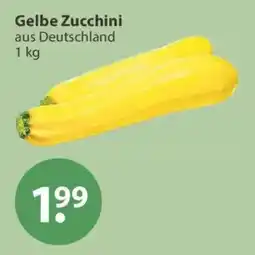 V Markt Gelbe Zucchini Angebot