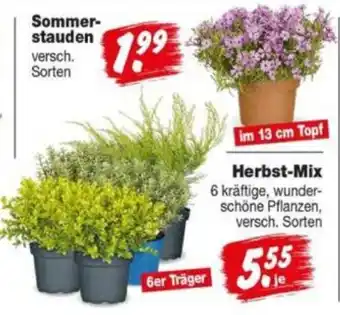Repo Markt Herbst-Mix Angebot