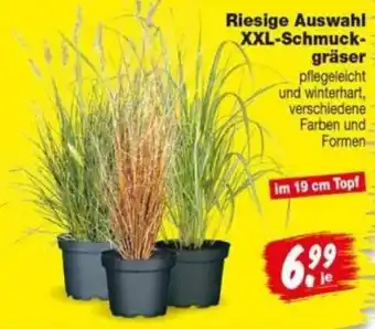 Repo Markt XXL-Schmuckgräser Angebot