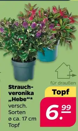 Netto Strauchveronika „hebe“ Angebot