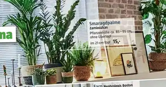 Bauhaus Smaragdpalme Angebot