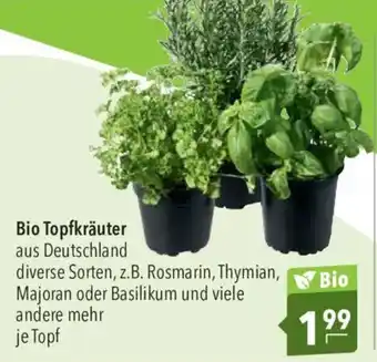 CITTI Markt Bio Topfkräuter Angebot
