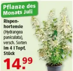 Multi Markt Rispen-hortensie (Hydrangea paniculata) Angebot