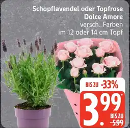 Edeka Schopflavendel oder Topfrose Dolce Amore Angebot