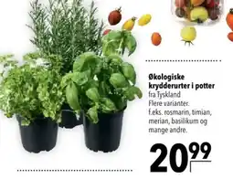 CITTI Markt Økologiske krydderurter i potter Angebot