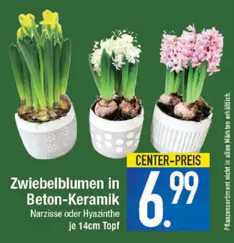 E-Center Zwiebelblumen Angebot