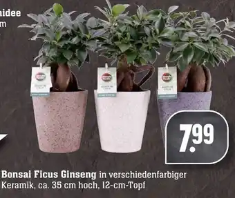 Edeka Neukauf Bonsai Ficus Ginseng Angebot