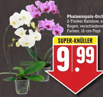 Edeka Neukauf Phalaenopsis Orchidee Angebot