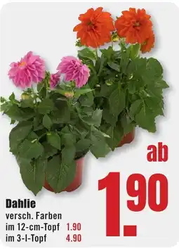 B1 Discount Baumarkt Dahlie Angebot