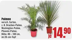 B1 Discount Baumarkt Palmen Angebot