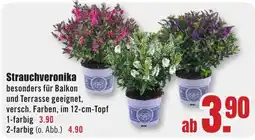 B1 Discount Baumarkt Strauchveronika Angebot