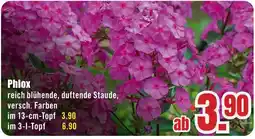 B1 Discount Baumarkt Phlox Angebot