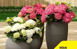 Hagebau Freiland-Hortensie Angebot