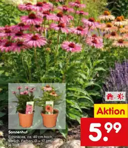 Netto Marken-Discount Sonnenhut Angebot