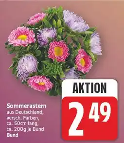 E-Center Sommerastern Angebot