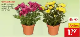 Netto Marken-Discount Chrysanthemen Angebot