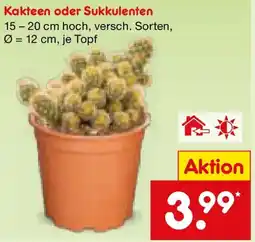 Netto Marken-Discount Kakteen oder Sukkulenten Angebot