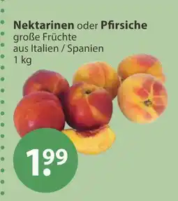 V Markt Nektarinen Angebot