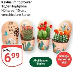 Globus Kaktus im Topfcover Angebot