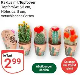 Globus Kaktus mit Topfcover Angebot