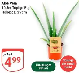 Globus Aloe Vera Angebot