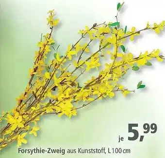 Pfennigpfeiffer Forsythie-zweig Angebot