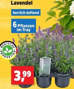 Thomas Philipps Lavendel Angebot