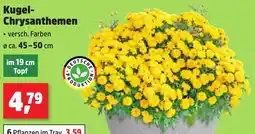 Thomas Philipps Kugel-Chrysanthemen Angebot