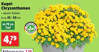 Thomas Philipps Kugel-Chrysanthemen Angebot