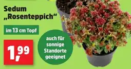 Thomas Philipps Sedum „Rosenteppich“ Angebot