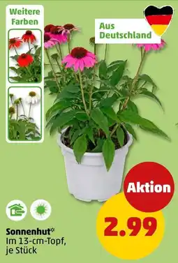 PENNY Sonnenhut* Angebot
