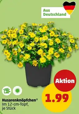 PENNY Husarenknöpfchen Angebot