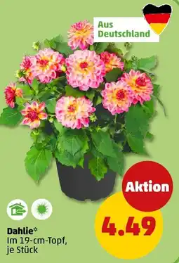PENNY Dahlie* Angebot