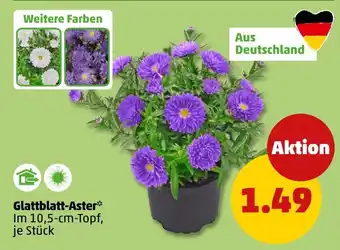PENNY Glattblatt-Aster* Angebot
