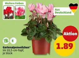 PENNY Gartenalpenveilchen* Angebot