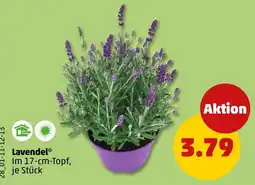 PENNY Lavendel* Angebot