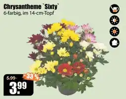 V Baumarkt Chrysantheme `Sixty` Angebot