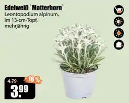 V Baumarkt Edelweiß 'Matterhorn' Leontopodium alpinum Angebot